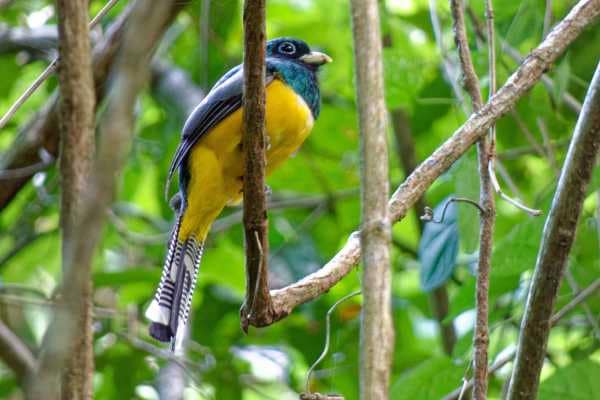 Zo. 4-8-2024: Corcovado N.P., noordelijke zwartkeeltrogon (Trogon tenellus)